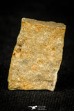 30560 - Top Rare 0.16 Inch Myrmecomimus tribulis Middle Cambrian Trilobite - Australia