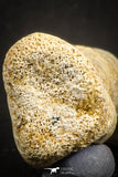 07564 - Great 2.42 Inch Spinosaurus Dinosaur Hand (Manus) Phalanx Bone Cretaceous KemKem