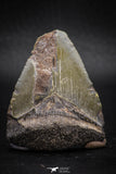 05317 - Beautiful 1.89 Inch Megalodon Shark Tooth Miocene USA