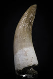 20452 - Top Quality 1.27 Inch Partially Rooted Elasmosaur (Zarafasaura oceanis) Tooth
