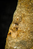 30560 - Top Rare 0.16 Inch Myrmecomimus tribulis Middle Cambrian Trilobite - Australia
