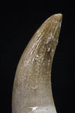 20452 - Top Quality 1.27 Inch Partially Rooted Elasmosaur (Zarafasaura oceanis) Tooth