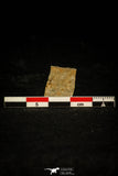 30560 - Top Rare 0.16 Inch Myrmecomimus tribulis Middle Cambrian Trilobite - Australia