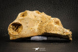 07565 - Top Rare 3.20 Inch Elosuchus sp Crocodile Partial Left Hemi-PreMaxillary KemKem Beds