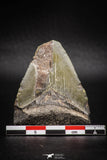 05317 - Beautiful 1.89 Inch Megalodon Shark Tooth Miocene USA