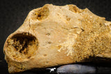 07565 - Top Rare 3.20 Inch Elosuchus sp Crocodile Partial Left Hemi-PreMaxillary KemKem Beds