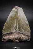 05317 - Beautiful 1.89 Inch Megalodon Shark Tooth Miocene USA