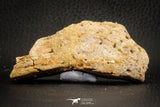 07565 - Top Rare 3.20 Inch Elosuchus sp Crocodile Partial Left Hemi-PreMaxillary KemKem Beds