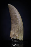20453 - Top Quality 0.98 Inch Elasmosaur (Zarafasaura oceanis) Tooth