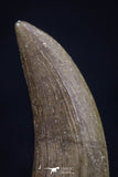 20453 - Top Quality 0.98 Inch Elasmosaur (Zarafasaura oceanis) Tooth