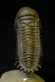 21544 - Top Well Prepared "Flying" 3.16 Inch Crotalocephalina gibbus Lower Devonian