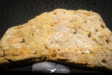 07565 - Top Rare 3.20 Inch Elosuchus sp Crocodile Partial Left Hemi-PreMaxillary KemKem Beds