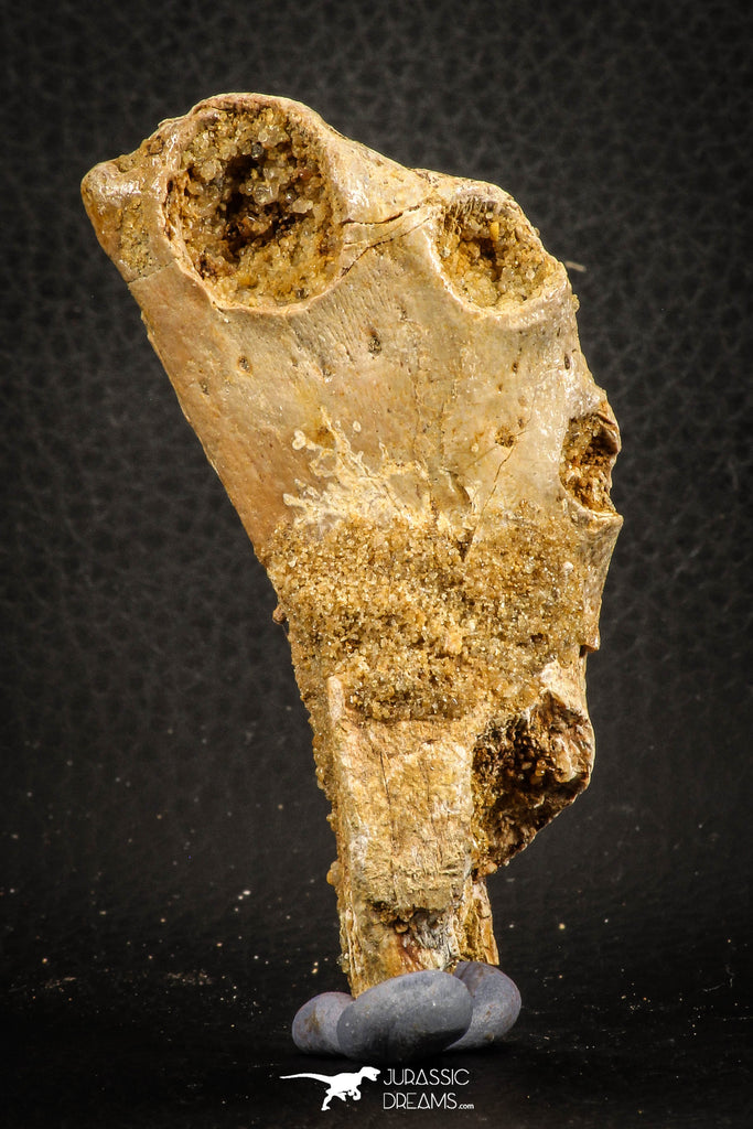 07565 - Top Rare 3.20 Inch Elosuchus sp Crocodile Partial Left Hemi-PreMaxillary KemKem Beds