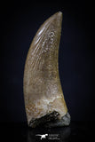 20453 - Top Quality 0.98 Inch Elasmosaur (Zarafasaura oceanis) Tooth