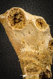 07565 - Top Rare 3.20 Inch Elosuchus sp Crocodile Partial Left Hemi-PreMaxillary KemKem Beds
