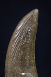 20453 - Top Quality 0.98 Inch Elasmosaur (Zarafasaura oceanis) Tooth