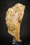 07565 - Top Rare 3.20 Inch Elosuchus sp Crocodile Partial Left Hemi-PreMaxillary KemKem Beds