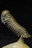 21544 - Top Well Prepared "Flying" 3.16 Inch Crotalocephalina gibbus Lower Devonian