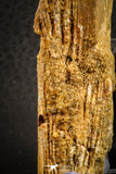 07565 - Top Rare 3.20 Inch Elosuchus sp Crocodile Partial Left Hemi-PreMaxillary KemKem Beds
