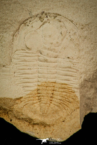 30561 - Extremely Rare 1.02 Inch Positive/Negative Xystridura saint-smithi Middle Cambrian Trilobite - Australia