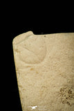 30561 - Extremely Rare 1.02 Inch Positive/Negative Xystridura saint-smithi Middle Cambrian Trilobite - Australia
