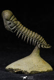 21544 - Top Well Prepared "Flying" 3.16 Inch Crotalocephalina gibbus Lower Devonian