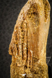 07565 - Top Rare 3.20 Inch Elosuchus sp Crocodile Partial Left Hemi-PreMaxillary KemKem Beds
