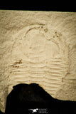 30561 - Extremely Rare 1.02 Inch Positive/Negative Xystridura saint-smithi Middle Cambrian Trilobite - Australia