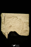 30561 - Extremely Rare 1.02 Inch Positive/Negative Xystridura saint-smithi Middle Cambrian Trilobite - Australia