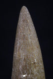 20454 - Top Quality 0.80 Inch Elasmosaur (Zarafasaura oceanis) Tooth