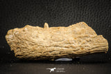 07566 - Top Rare 3.65 Inch Hamadasuchus rebouli Crocodile Partial Dentary Bone Cretaceous KemKem Beds
