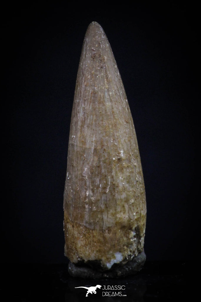 20454 - Top Quality 0.80 Inch Elasmosaur (Zarafasaura oceanis) Tooth