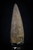 20454 - Top Quality 0.80 Inch Elasmosaur (Zarafasaura oceanis) Tooth