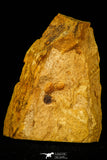 30562 - Well Preserved 0.31 Inch Grandagnostus Middle Cambrian Trilobite - Tasmania, Australia