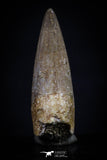 20454 - Top Quality 0.80 Inch Elasmosaur (Zarafasaura oceanis) Tooth