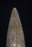 20454 - Top Quality 0.80 Inch Elasmosaur (Zarafasaura oceanis) Tooth