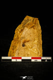 30562 - Well Preserved 0.31 Inch Grandagnostus Middle Cambrian Trilobite - Tasmania, Australia