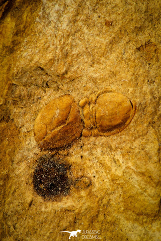30562 - Well Preserved 0.31 Inch Grandagnostus Middle Cambrian Trilobite - Tasmania, Australia