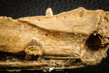 07566 - Top Rare 3.65 Inch Hamadasuchus rebouli Crocodile Partial Dentary Bone Cretaceous KemKem Beds