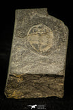 30563 - Rare 0.57 Inch Ogygiocaris seavilli Ordovician Trilobite - Wales