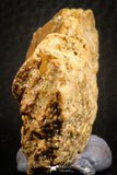 07566 - Top Rare 3.65 Inch Hamadasuchus rebouli Crocodile Partial Dentary Bone Cretaceous KemKem Beds