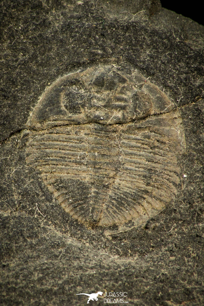 30563 - Rare 0.57 Inch Ogygiocaris seavilli Ordovician Trilobite - Wales