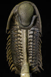 21544 - Top Well Prepared "Flying" 3.16 Inch Crotalocephalina gibbus Lower Devonian