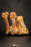 07567 - Top Rare 2.69 Inch Crocodile 3 Associated Metacarpal Bones Cretaceous KemKem Beds
