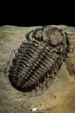 30564 - Beautiful 0.88 Inch Phacops rana milleri Devonian Trilobite - New York, USA