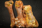 07567 - Top Rare 2.69 Inch Crocodile 3 Associated Metacarpal Bones Cretaceous KemKem Beds