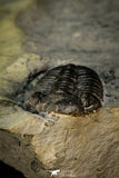 30564 - Beautiful 0.88 Inch Phacops rana milleri Devonian Trilobite - New York, USA