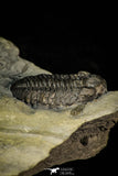 30564 - Beautiful 0.88 Inch Phacops rana milleri Devonian Trilobite - New York, USA