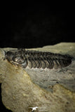 30564 - Beautiful 0.88 Inch Phacops rana milleri Devonian Trilobite - New York, USA