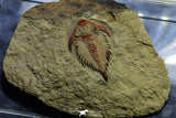 21546 - Top Rare New Lichid Parvilichas marochii n. sp. Lower Ordovician Trilobite Fezouata Formation